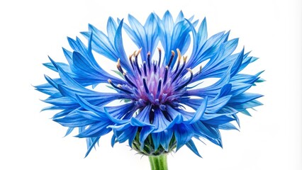 Obraz premium Elegant spring floral arrangement featuring blue watercolour cornflower and knapweed in full bloom, perfect for nature lovers seeking beauty and tranquility in their surroundings.