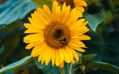 sunflower in the garden