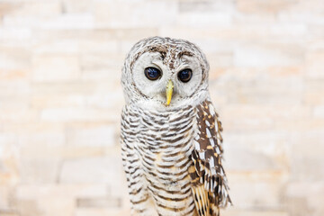 アカアシモリフクロウ