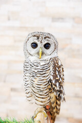 アカアシモリフクロウ