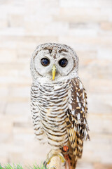 アカアシモリフクロウ