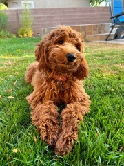 Fototapeta premium cocker spaniel puppy