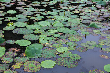 Pond plants