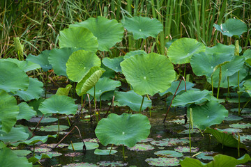 Pond plants