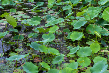 Pond plants