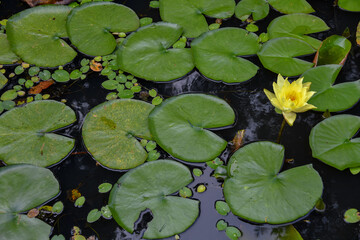 Pond plants