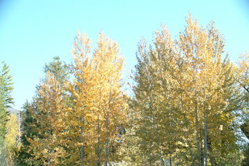 Fototapeta premium golden wheat field