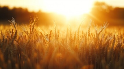 Fototapeta premium Golden Wheat Field at Sunset