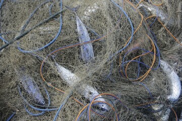 Fish caught by fishermen, such as tuna, or Mackarel tuna, or Euthynnus affinis, or Tongkol in...