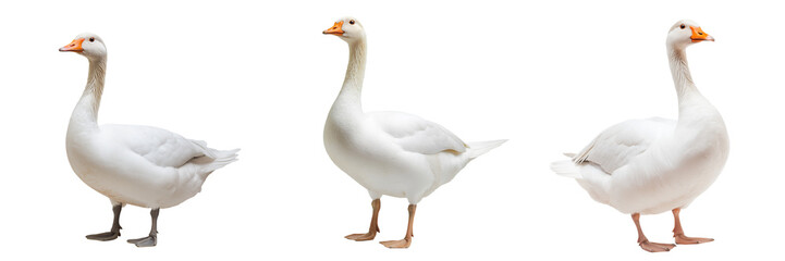 A domestic goose with bright white feathers and an orange beak, isolated on a transparent background