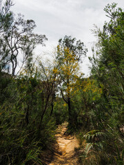 beautiful bushwalk along a pathway through nature 