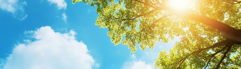 Sunny Day Tree Canopy with Blue Sky and White Clouds