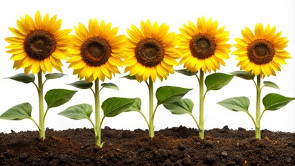 Obraz premium Sunflower plants positioned in soil against a white backdrop, designed for botanical photography, highlighting their vibrant colors and unique structure in a minimalist setting.