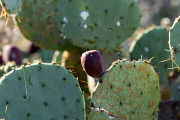 closeup of cactus in the garden