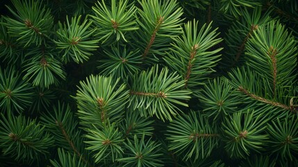 Close-up of Lush Evergreen Pine Tree Branches