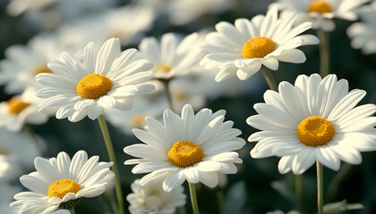 Fototapeta premium Close Up of White Daisy Flowers