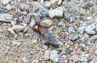 small ant in the gravel walking path