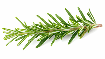 Fototapeta premium Fresh Rosemary Sprig Isolated on White.