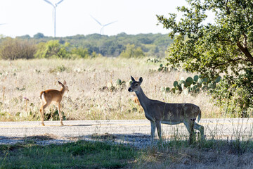 Deer wondering in the field looking for food