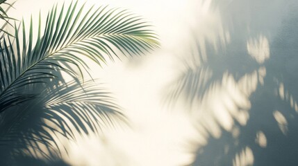 Palm Leaf Shadow and Sunlight on a White Wall