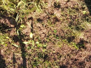 枯れた雑草の間から緑が生えてくる自然風景