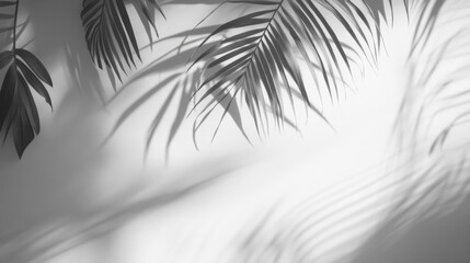 Palm Leaf Shadows Cast on a White Wall