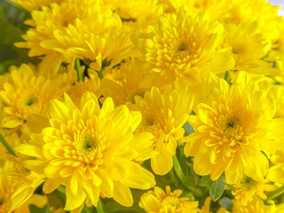yellow chrysanthemum flowers