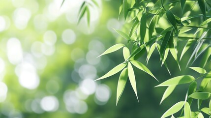 Fototapeta premium Green Leaves in the Sunlight