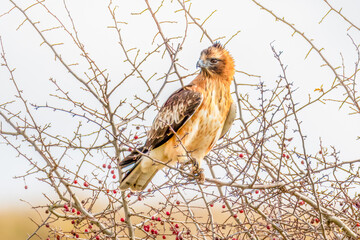 A Little Eagle amongst the bare tree branches in Winter