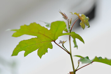 maple leaf, maple leaves or green leaf
