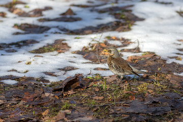 fieldfare thrush on a sunny spring day