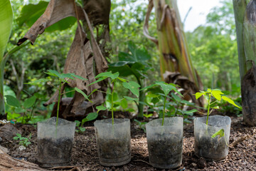 Young papaya weaves in a nursery pot