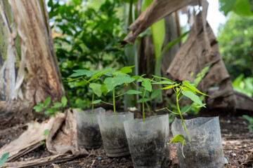 Young papaya weaves in a nursery pot
