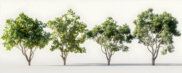 Four Trees Isolated on White Background.