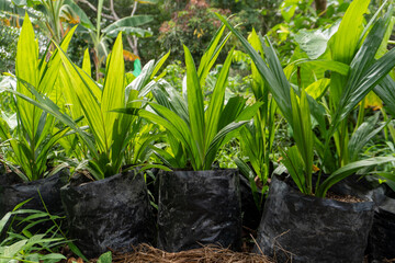 Palm oil seeds in plastic polybags