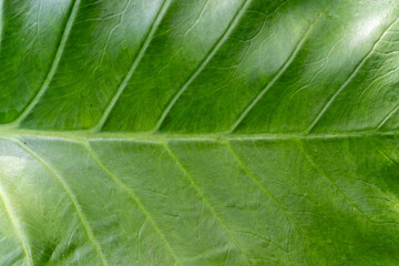 green leaf texture