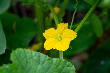yellow flower in the garden