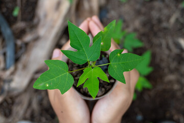 hands holding a plant