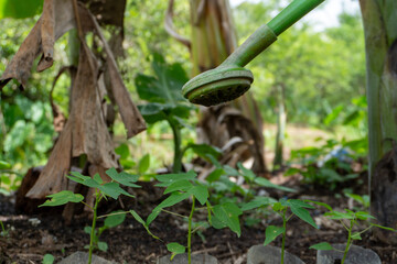 water drops on a trunk