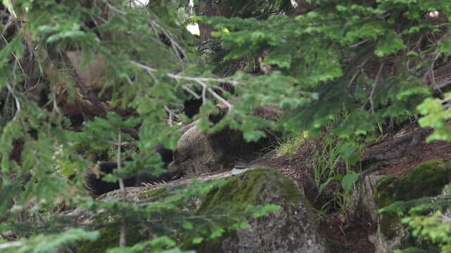 Sleeping Bear in Woods