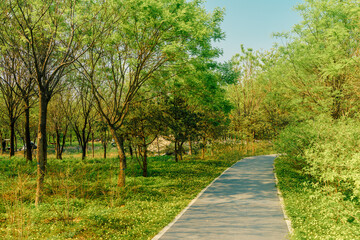 Obraz premium Summer Scenery of Beijing Nanyuan Forest Wetland Park