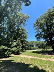 trees in the park