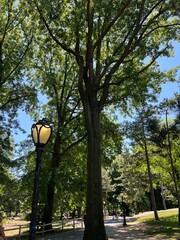 trees in the park