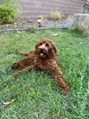 Fototapeta premium dog in the grass