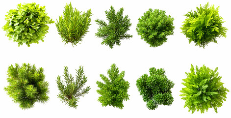 Collection of Green Bushes and Plants.