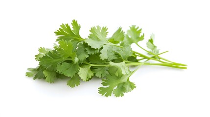 fresh cilantro coriander isolated on white background. 