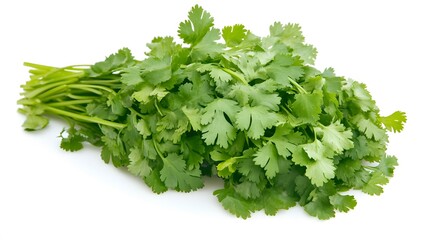 fresh cilantro coriander isolated on white background. 
