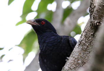 Male Pacific Koel bird with red eyes perched on a tree branch