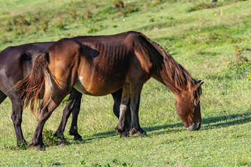 都井岬の野生馬 宮崎県串間市