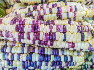 Obraz premium Fresh ears of corn with the husks removed Plump white and purple corn kernels lined up in rows.